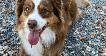 léonie pet sitter à RIEUX 60870_5