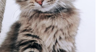 sophia pet sitter à IVRY SUR SEINE 94200
