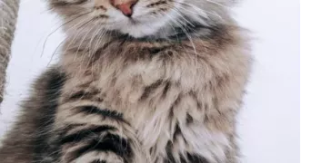 sophia pet sitter à IVRY SUR SEINE 94200