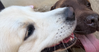 marie-solene pet sitter à FONTAINE ST LUCIEN 60480_3