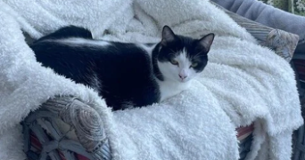 jasmine pet sitter à NANTES 44000_2