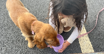 berenice pet sitter à MELESSE 35520_0