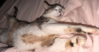 claire pet sitter à HAGUENAU 67500_3