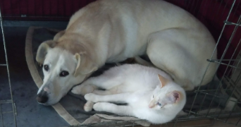 laëtitia pet sitter à MARCENOD 42140_6