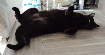 océane pet sitter à THOUROTTE 60150