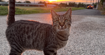 célia pet sitter à DECINES CHARPIEU 69150_1