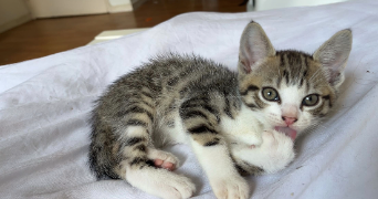 tasnim pet sitter à ROUBAIX 59100_4