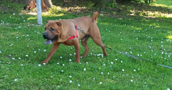 clothildra pet sitter à ST OUEN DE THOUBERVILLE 27310_4