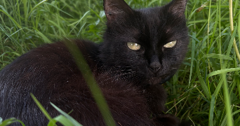 assia pet sitter à ROSNY SUR SEINE 78710_0