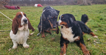 iliana pet sitter à AUCAMVILLE 82600_7