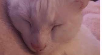 justine pet sitter à TOURCOING 59200_3