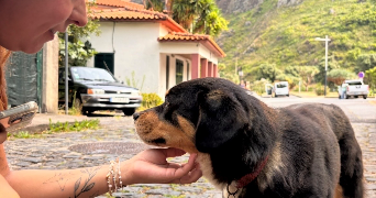 pauline pet sitter à ST GERMAIN SUR MORIN 77860_4
