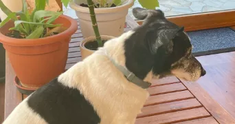 maria pet sitter à ASNIERES SUR SEINE 92600