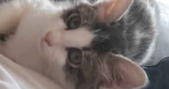 matthias pet sitter à PORT DE BOUC 13110_2