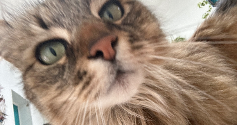 flavie pet sitter à ST PIERRE DES CORPS 37700_9