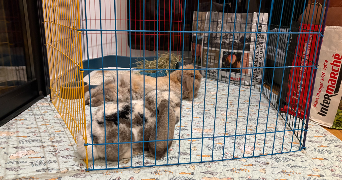 lola pet sitter à FONBEAUZARD 31140_3