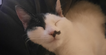 arwen pet sitter à POITIERS 86000