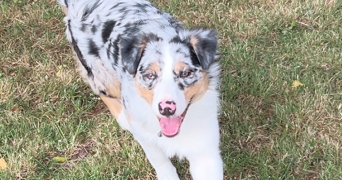 daisy pet sitter à DUNKERQUE 59140_7