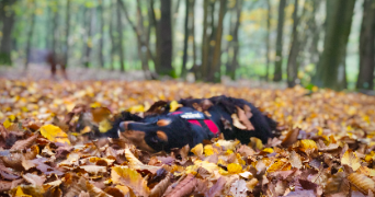camille pet sitter à MARCQ EN BAROEUL 59700_2