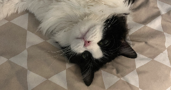 camille pet sitter à VILLENAVE D ORNON 33140_0