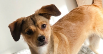 marie pet sitter à DECHY 59187_3