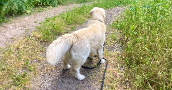 solène pet sitter à AMIENS 80000_2