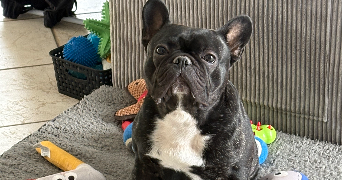 pauline pet sitter à VIRE NORMANDIE 14500_6