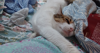 luisa pet sitter à PARIS 12 75012_5