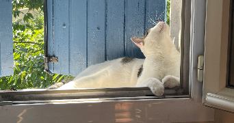 laurine pet sitter à LYON 06 69006_2