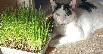 ophelie cat sitter à CHARTRES 28000_5