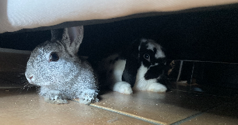 cassilia pet sitter à MAUGUIO 34130_7