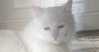 louane pet sitter à GAILLAC 81600_0