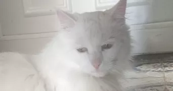 louane pet sitter à GAILLAC 81600