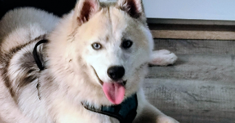 patricia pet sitter à VILLENEUVE LE ROI 94290_3