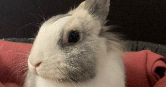 laura pet sitter à GENTILLY 94250_1