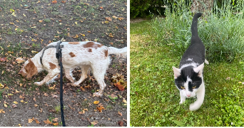 morgane pet sitter à REVEL TOURDAN 38270_1