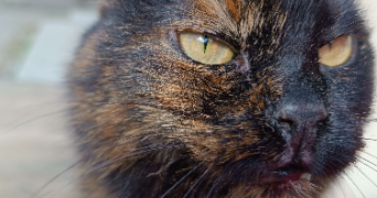 karine cat sitter à LABERGEMENT STE MARIE 25160_1