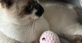 dania pet sitter à VENISSIEUX 69200_1