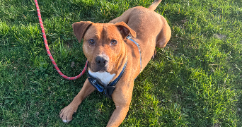 axelle pet sitter à POMOY 70240_0