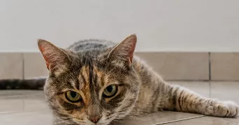 melia pet sitter à ST BLAISE 06670