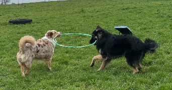 zoé pet sitter à Dompierre sur Yon 85170_8