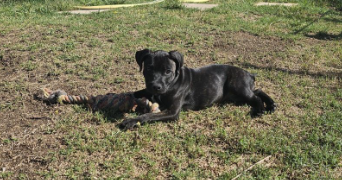 matthias pet sitter à LUNEL 34400_1
