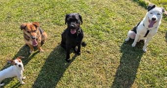 angelica pet sitter à ESVRES 37320_5