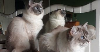 nicole cat sitter à Le Chesnay-Rocquencourt 78150_5