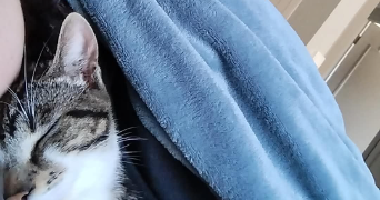 cannelle pet sitter à CELLETTES 41120_4