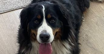 laetitia pet sitter à MONTIGNY LE BRETONNEUX 78180_6