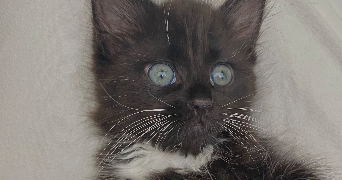 emma pet sitter à LA ROCHELLE 17000_1