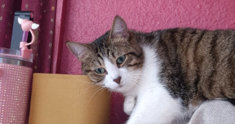 dalila pet sitter à NANTERRE 92000_1