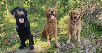 stéphanie pet sitter à Sées 61500_3