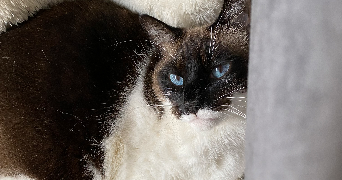 pauline pet sitter à SAINT-PAUL 97460_0